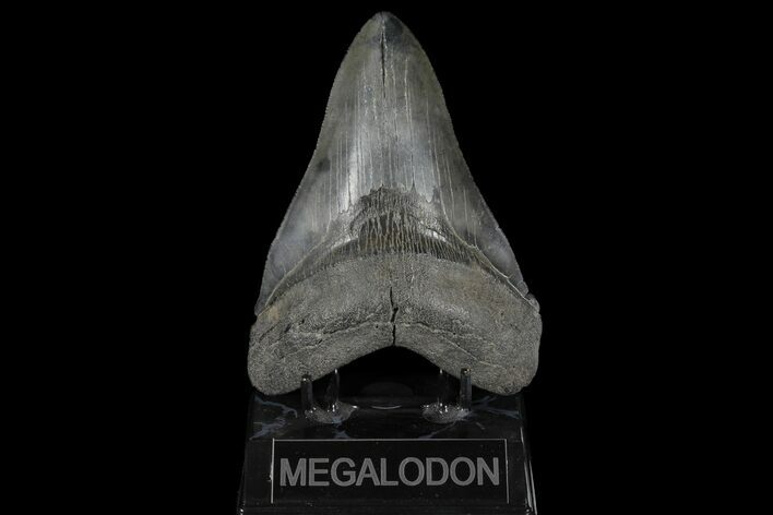Fossil Megalodon Tooth - South Carolina #125264